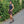Sonia Shorts Pattern