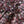 Archive Gingham Pink Sycamore Liberty Linen