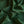 Emerald Taffeta Silk