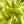 Verde Mela Silk Satin