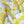 Last Chance of Carline Bloom Yellow - Liberty Tana Lawn™