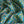 Dancing Posies - Liberty Tana Lawn