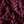 Shikku Stripe Navy/Red