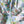Last Chance of Bouquet Parade - Bridgerton Collection  - Liberty Tana Lawn™