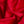 Lamatina Chilli Cotton Poplin