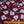 Radiant Ros Berry/Blue - Liberty Tana Lawn