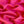 Vivid Pink Seta Silk CDC