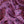Rosalina Pink Crepe De Chine