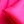 Mikado Vivid Pink
