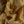 Sunflower Fields Cotton Voile