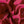 Daiquiri Pink Silk Satin - 22mm