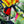 Tropicana Poplin Cotton
