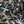Tiwi Black Border Print Cotton Poplin