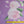 Rosette's On Lilac - Silk Organza