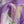 Rosette's On Lilac - Silk Organza