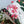 Forever Blooms Silk CDC