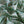 June's Meadow Green - Liberty Tana Lawn™