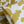 Citrine Canopy - Cotton Voile