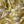 Citrine Canopy - Cotton Voile