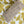 Citrine Canopy - Cotton Voile