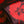 Fragile Blooms Choc/Red - Belgravia Silk Satin