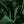 Nuovo Emerald Lining