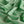 Bubble Cotton Mint