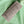 Bubble Cotton Mint