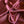 Moda Rouge Satin Backed Crepe