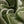 Nuovo Matcha Lining