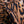 Leopardessa Tan Silk CDC