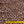 Leopardessa Tan Silk CDC