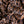 Leopardessa Tan Silk CDC
