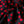 Lolita Spot Jacquard
