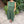 Akira Poplin Evergreen - Typewriter Cotton - Washer Finish