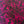 Vixen Rose Silk Satin