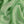 Gette Apple Silk Georgette