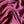 Linford Orchid Washed Linen