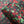 Rose Parade Silk Organza