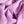 Harley Lilac