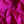 Fuchsia Silk Dupion